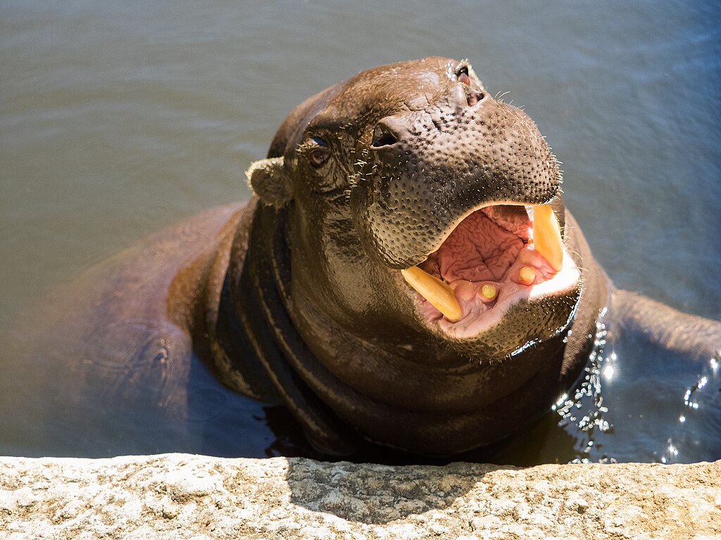 Pygmy Hippopotamus at Zoo Lagos, Portugal